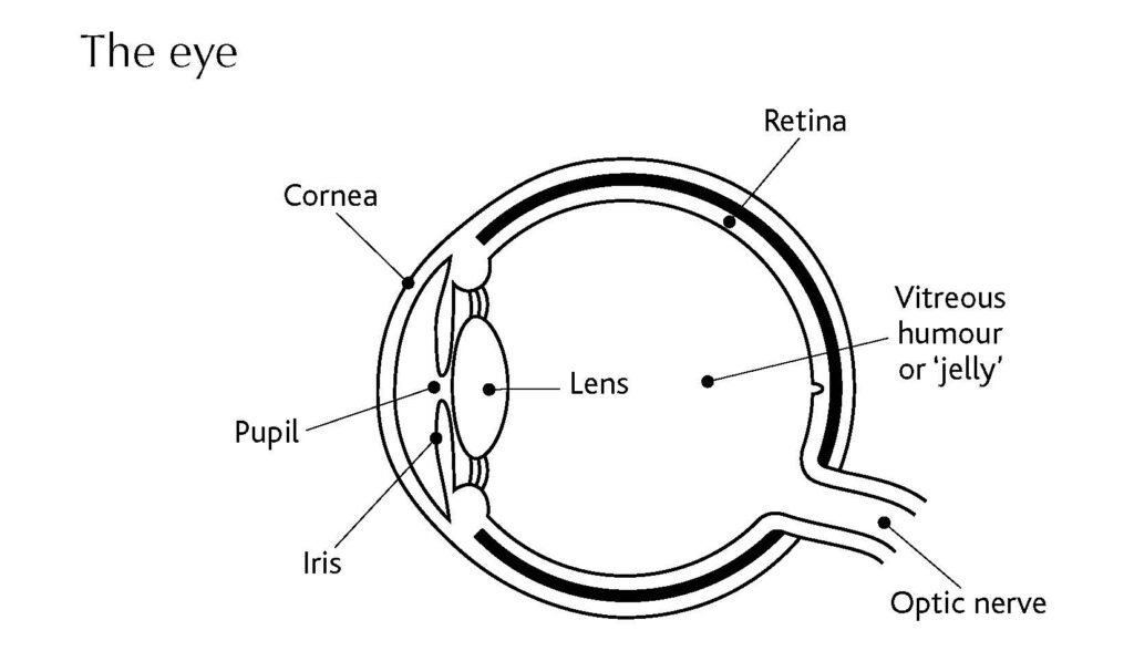 Cross-section of the eye