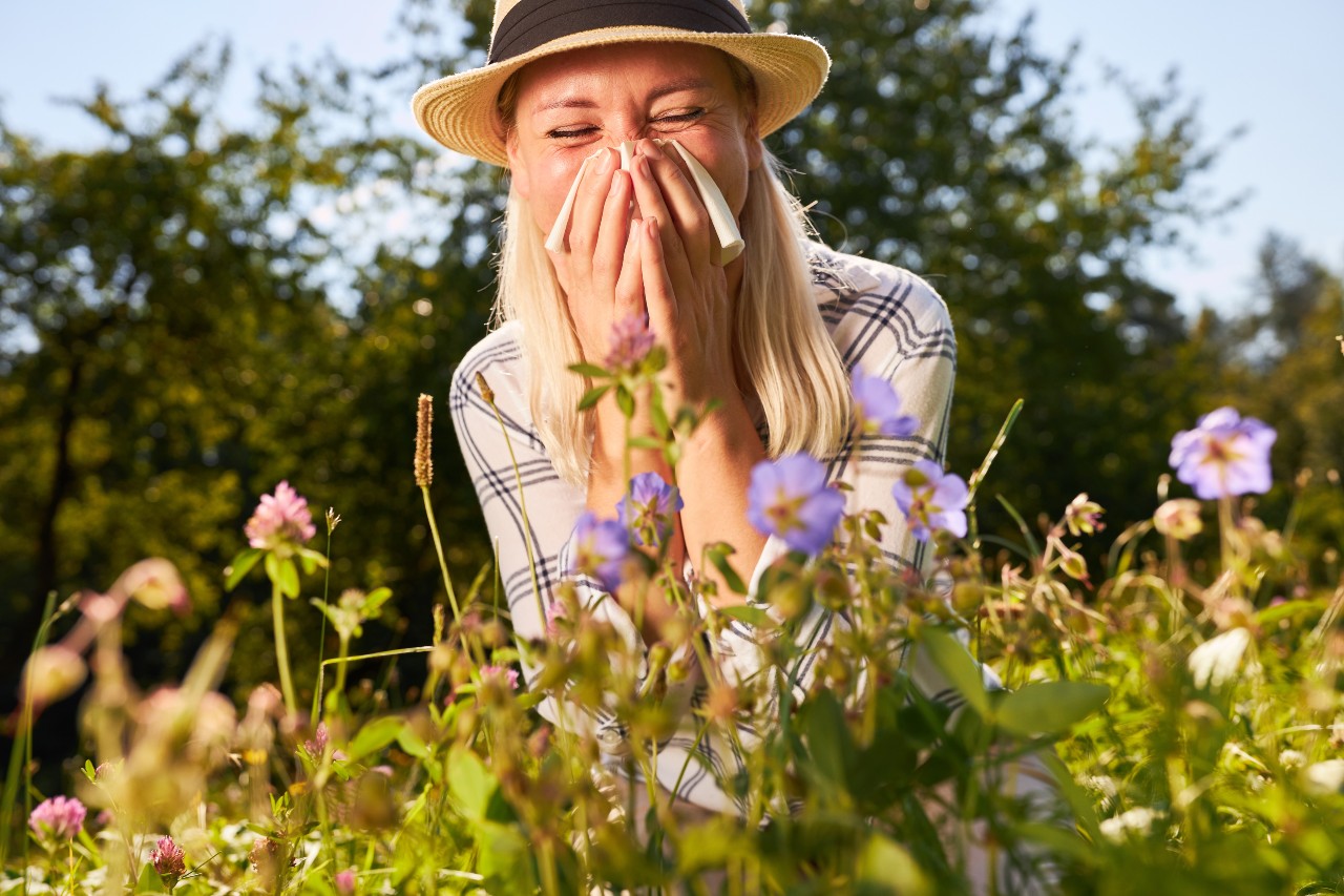 A woman with hay fever holding her nose with a tissue, in a flowering spring meadow.